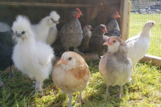 Chicks at Bellair Farms