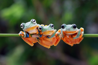 Three frogs on a branch outside