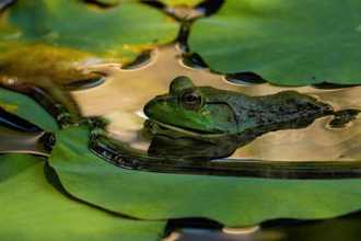 Frog on lillypad