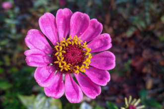 flower