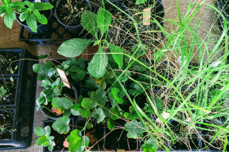 Native plants 