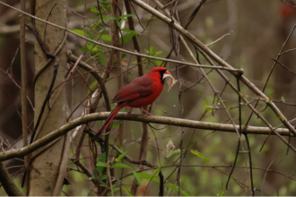 bird