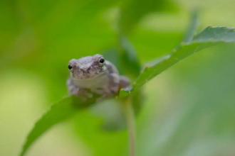 frog