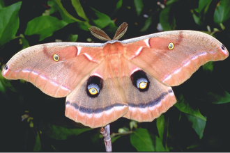 moth