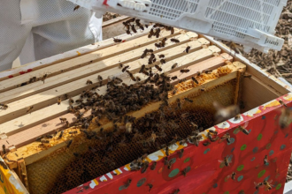 beekeeping
