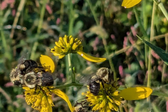bee on flower