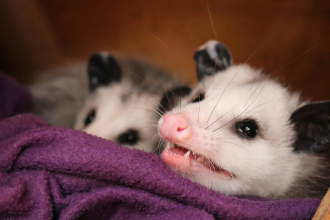 animals in blanket
