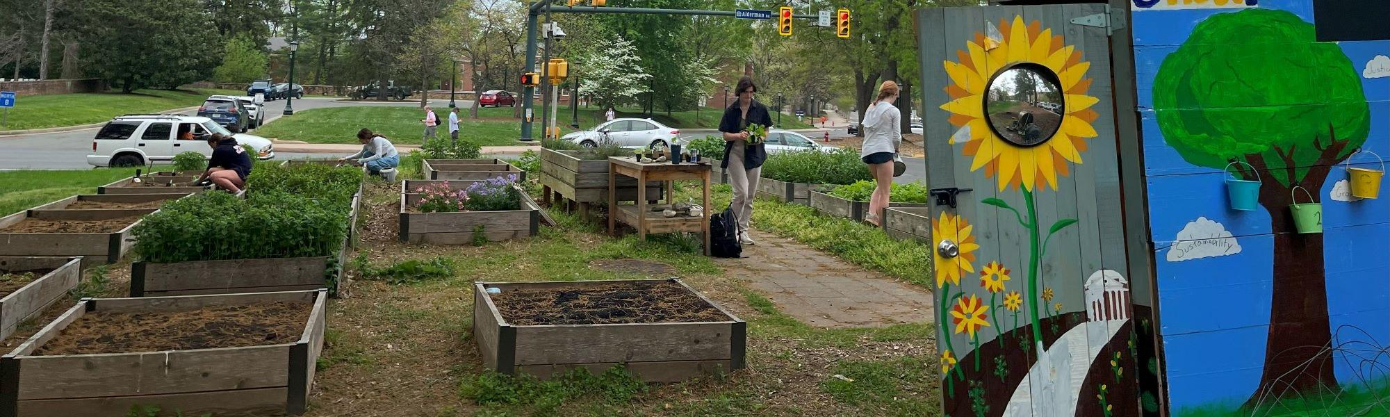 Picture of the Student Garden at UVA with a painted shed and students working in the beds