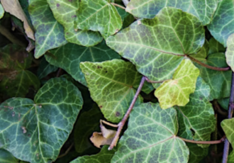 Ivy leaves